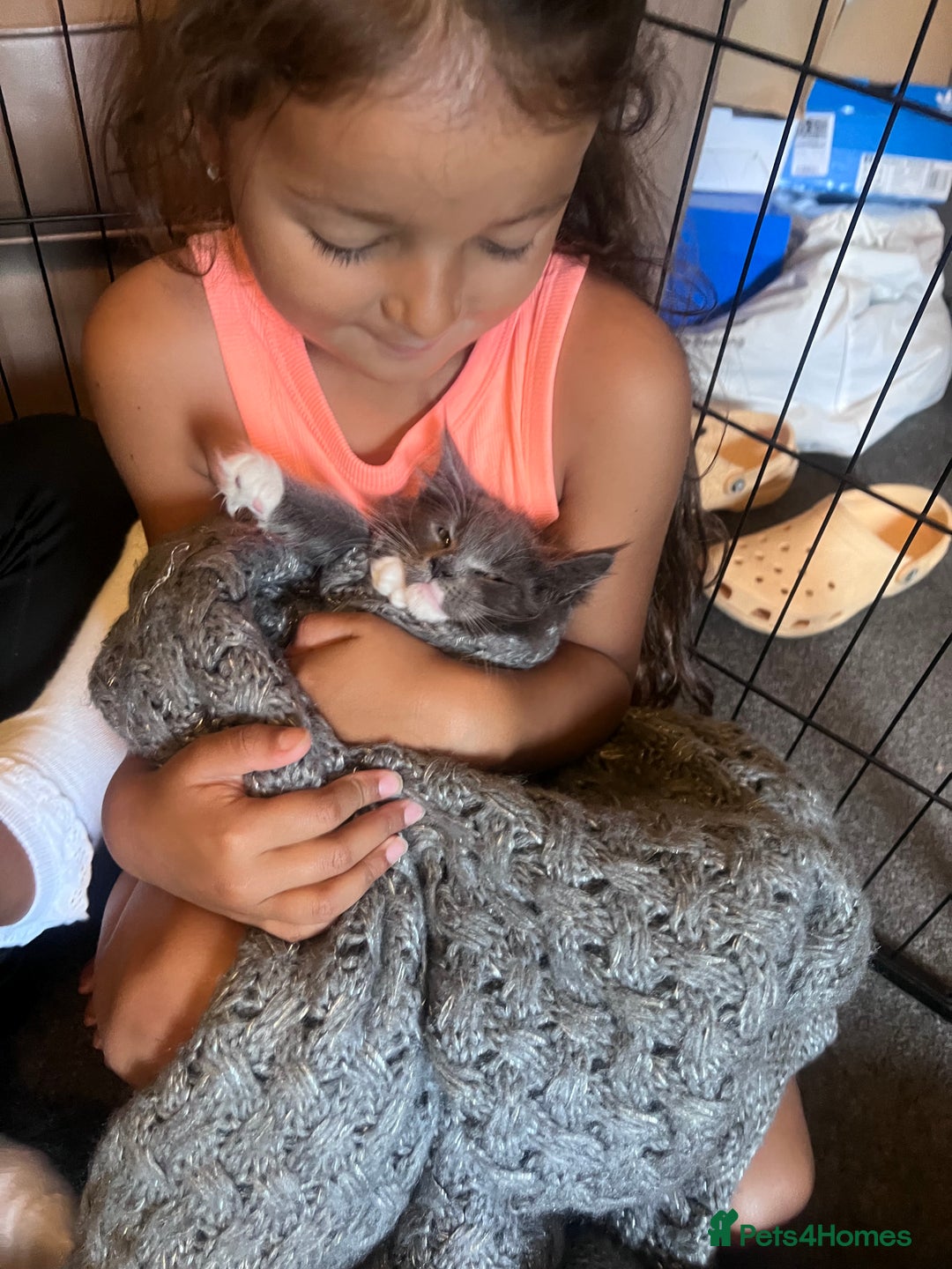Maine Coon cats for sale: Beautiful Mainecoon kittens - Image 11
