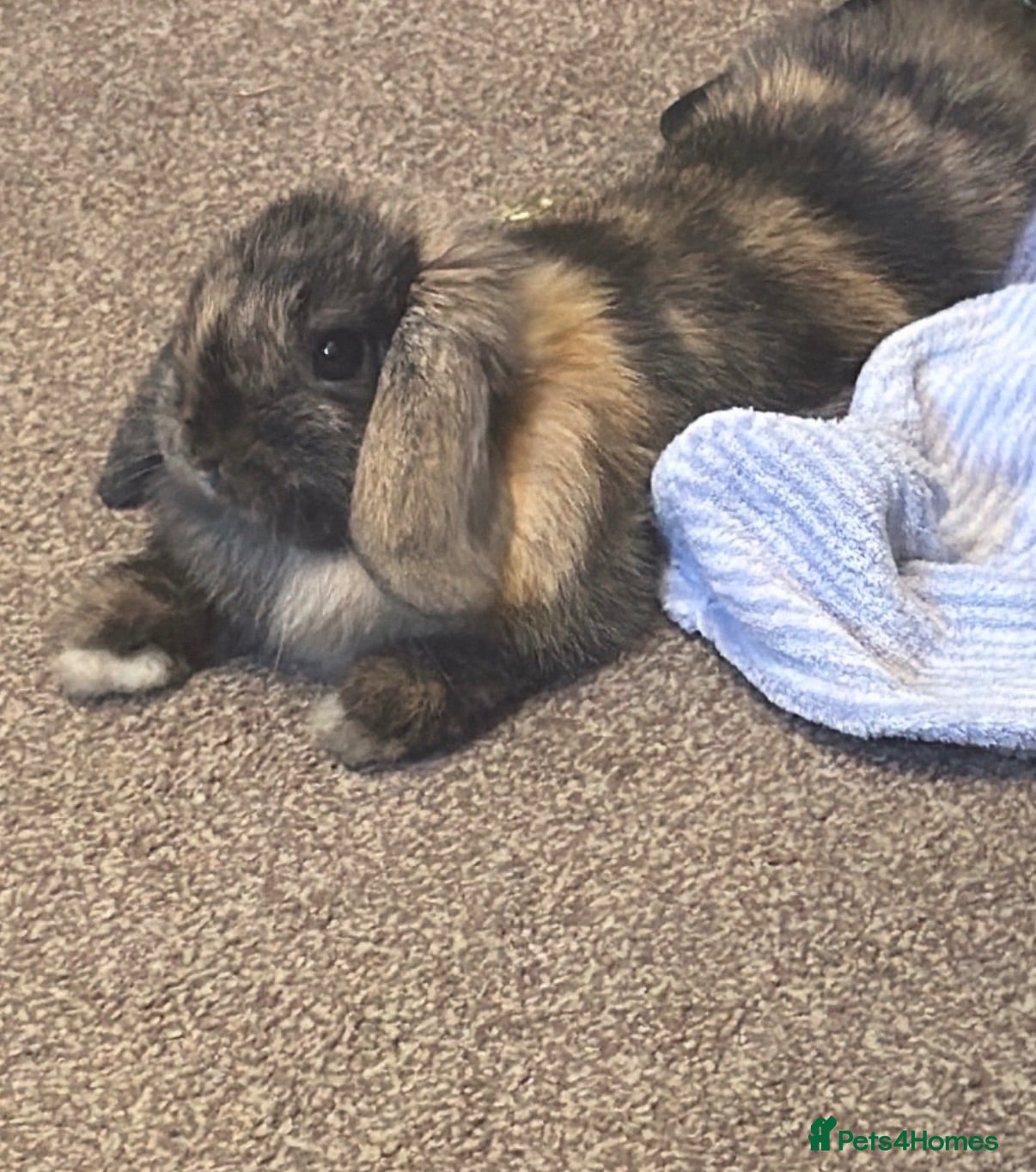 Mini Lop rabbits Mini Lop doe - Polly - Advert 1