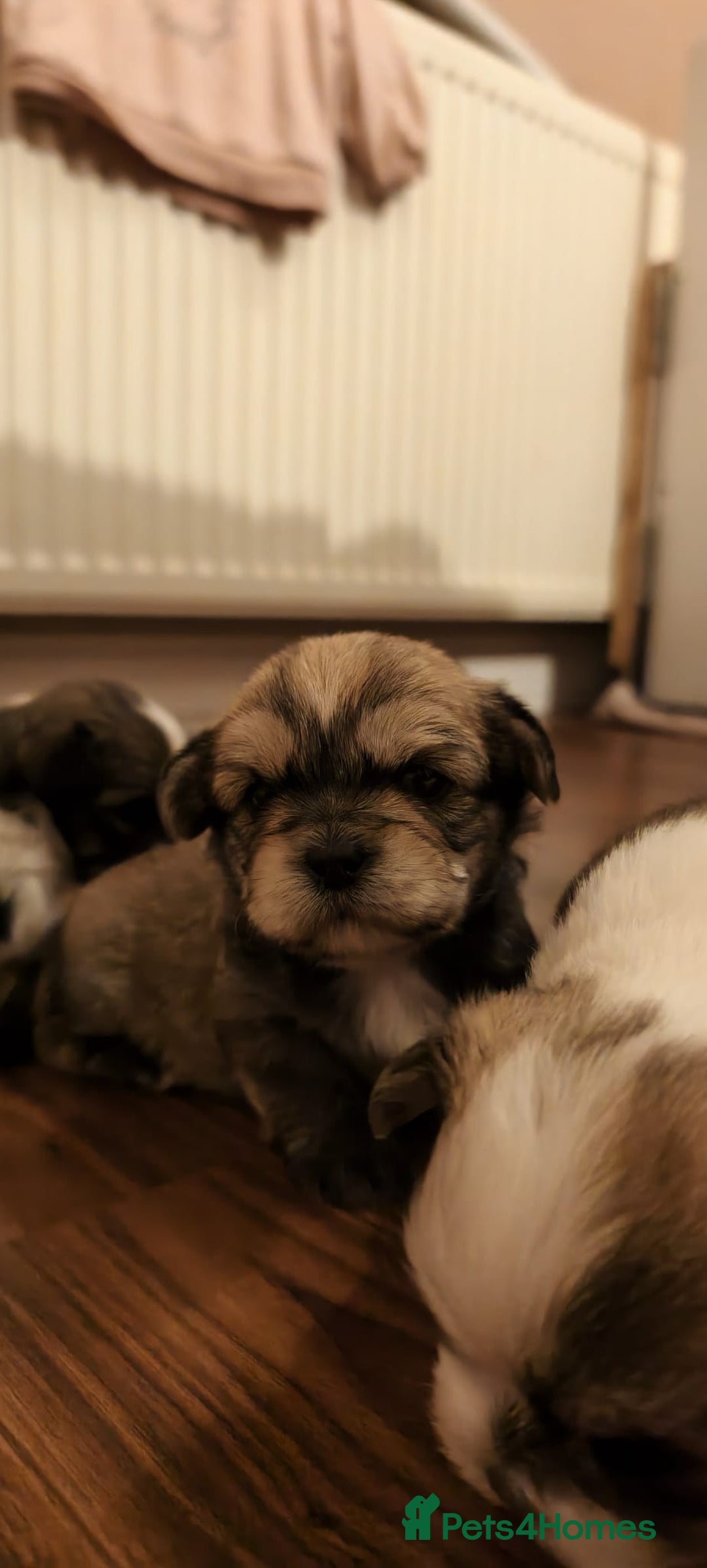 Shorkie dogs for sale: Shih tzu cross puppies  - Image 4