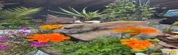 Netherland Dwarf rabbits for sale: Netherland dwarf bunny rabbits silly tame - Advert 16
