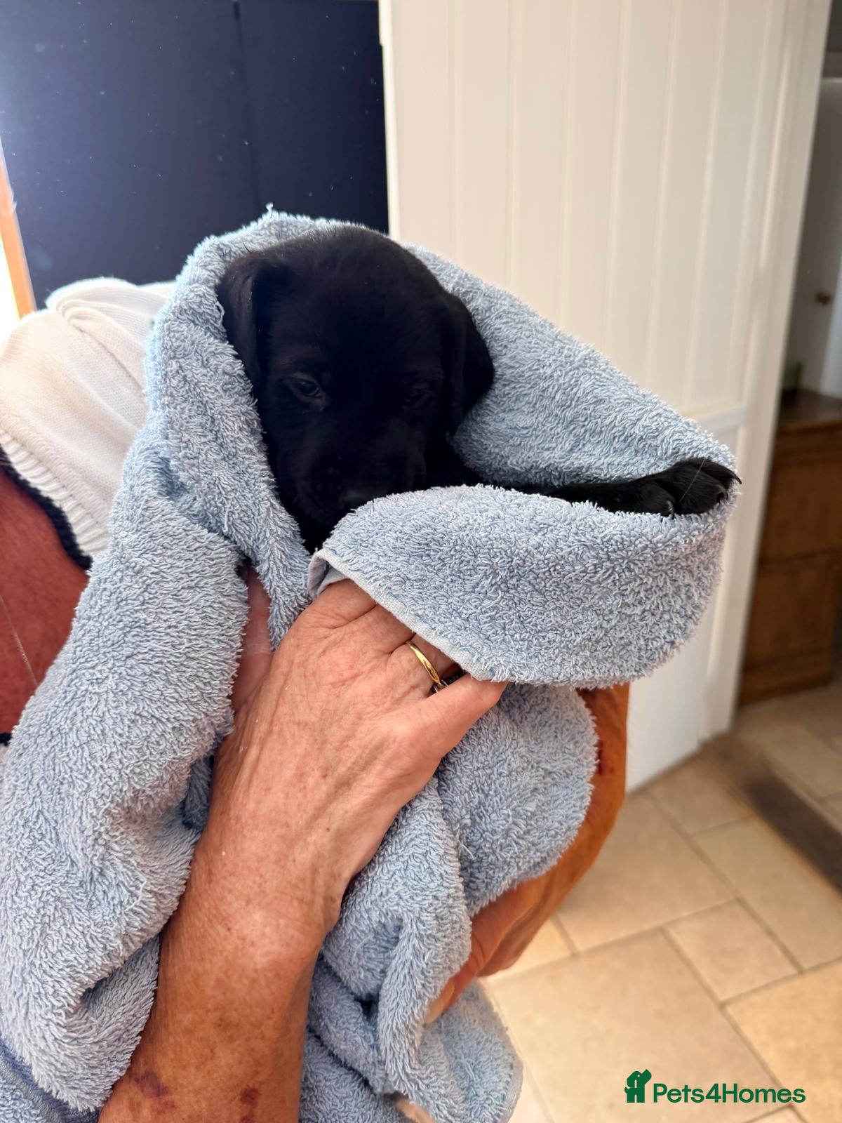 Labrador Retriever dogs KC Registered, Fully Health Tested  - Advert 2