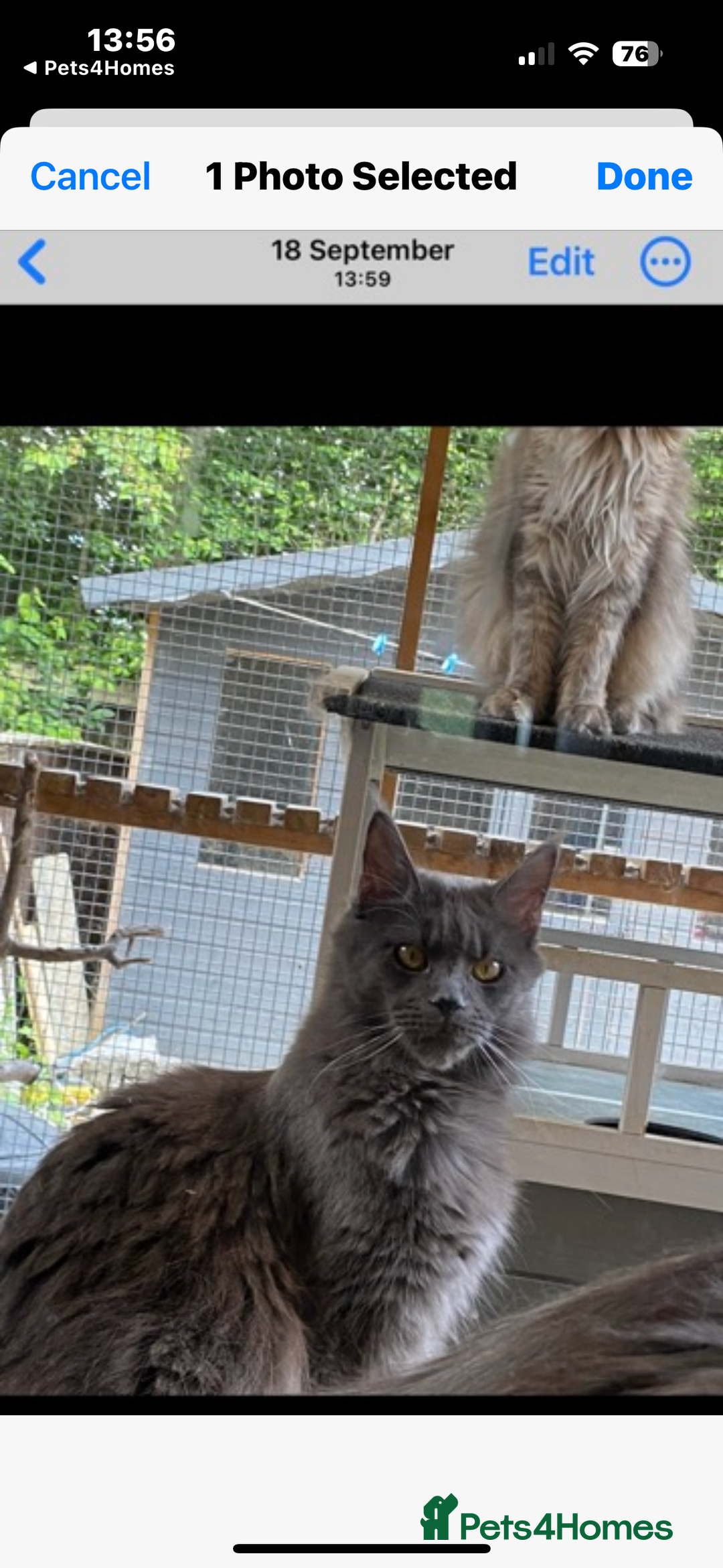 Maine Coon cats for sale: Gccf reg Maine coon  - Advert 2