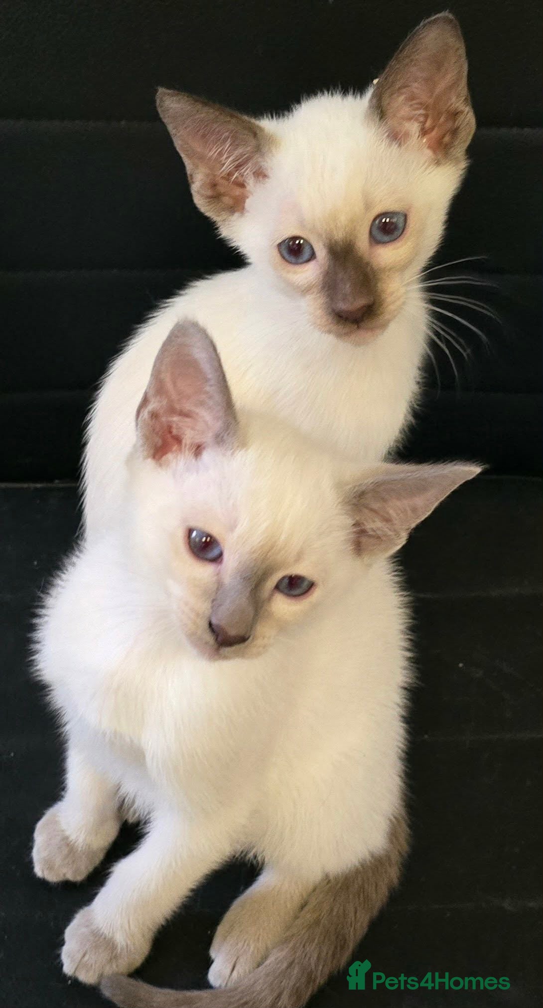 Siamese cats Stunning siamese kittens girls and boys ready - Advert 3