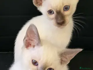 Siamese cats Stunning siamese kittens girls and boys ready - Advert 3