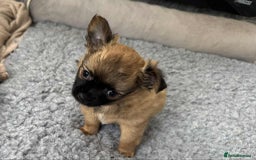 Chihuahua dogs for sale: Chihuahua long coat puppies ...only BOY left - Image 29