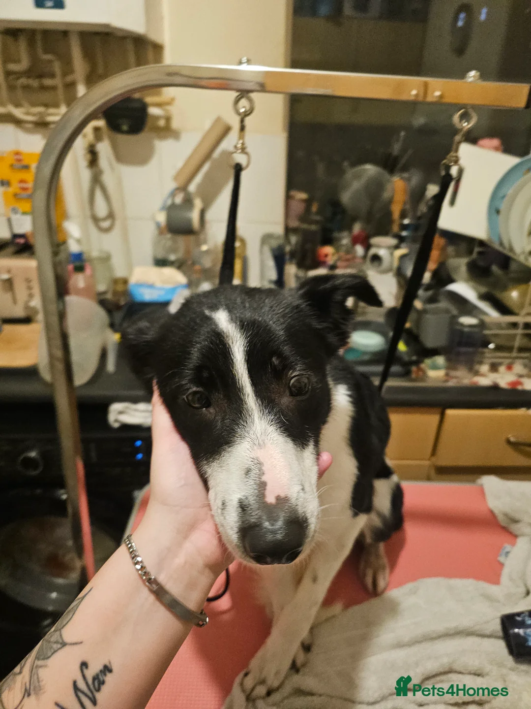 Border Collie dogs for sale: Border collie  - Advert 3