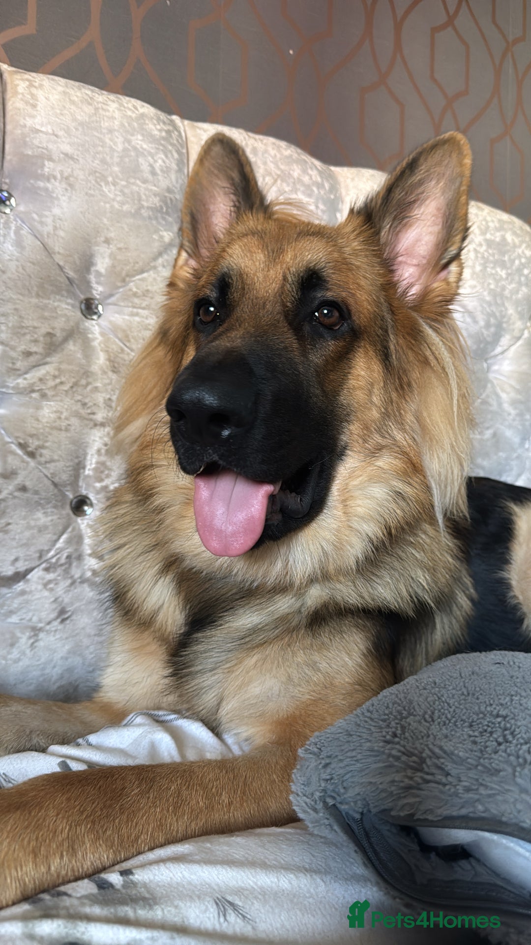 German Shepherd dogs for stud: Stud dog  - Advert 3