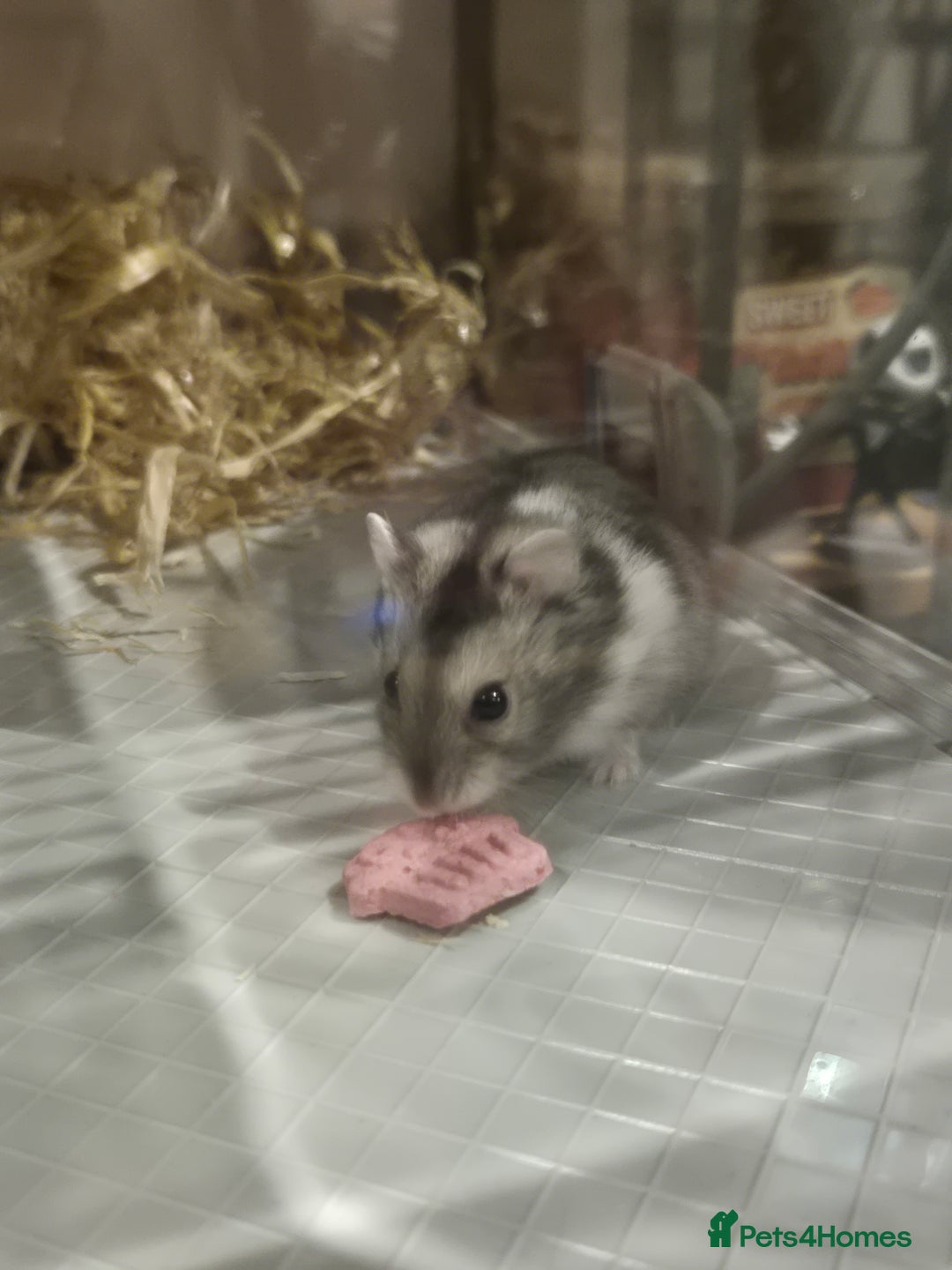 Hamster rodents for sale: Dwarf hamster  - Advert 5