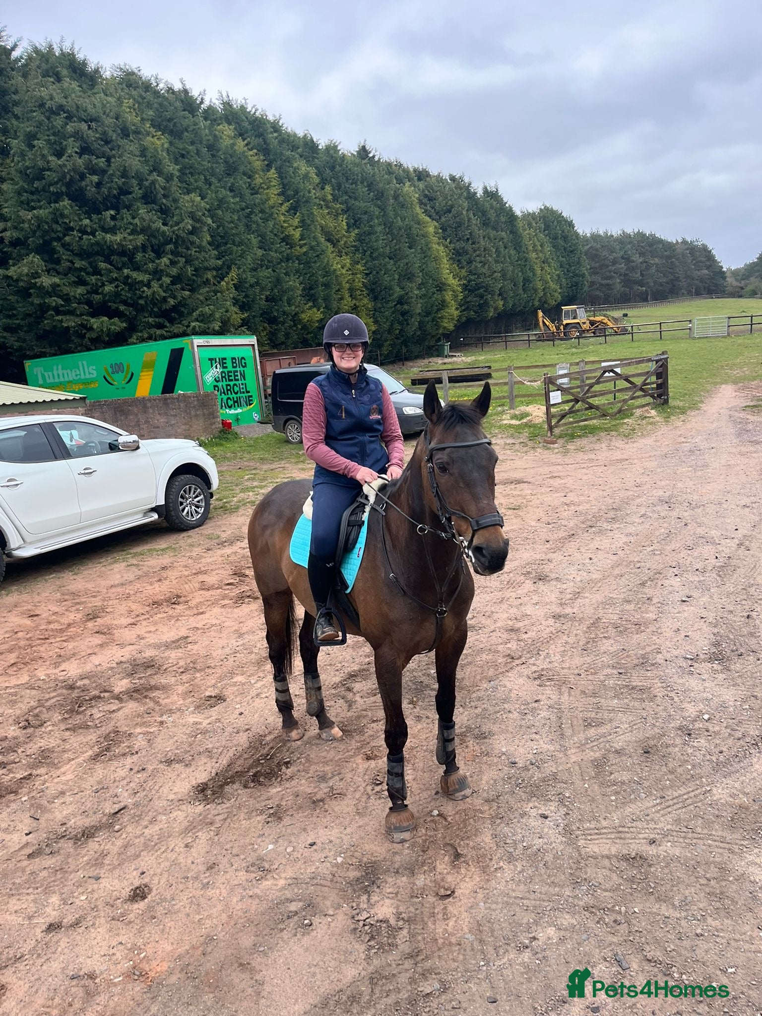 English Thoroughbred horses Oscar. 16.1 thoroughbred  - Advert 2