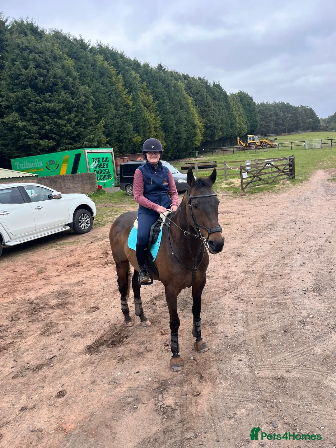 English Thoroughbred horses for sale: Oscar. 16.1 thoroughbred  in Evesham - Advert 1