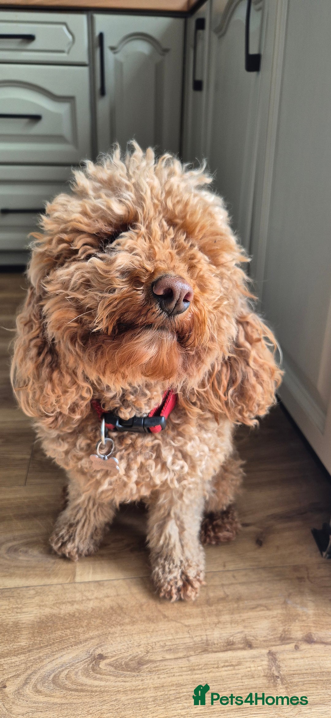 Cockapoo dogs for sale: 3 years old coockapoo- Cookie  - Advert 5