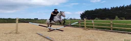 Irish Thoroughbred horses for sale: Grey 16hh 9yr old TB mare in Canterbury - Advert 13