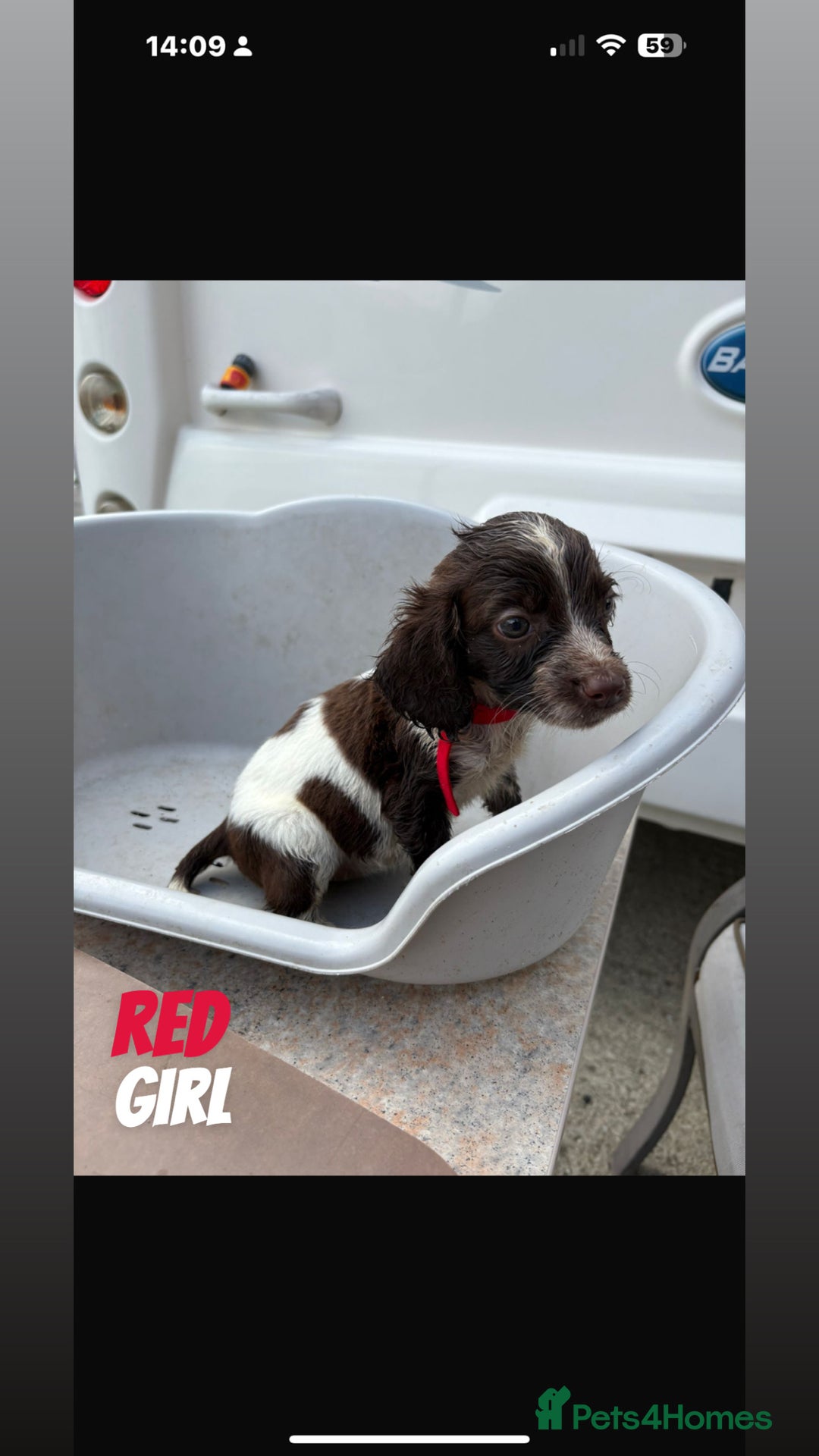 Cocker Spaniel dogs for sale: Cocker spaniel puppies  - Image 1