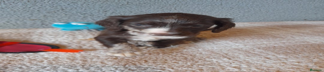 Sproodle Puppy 9