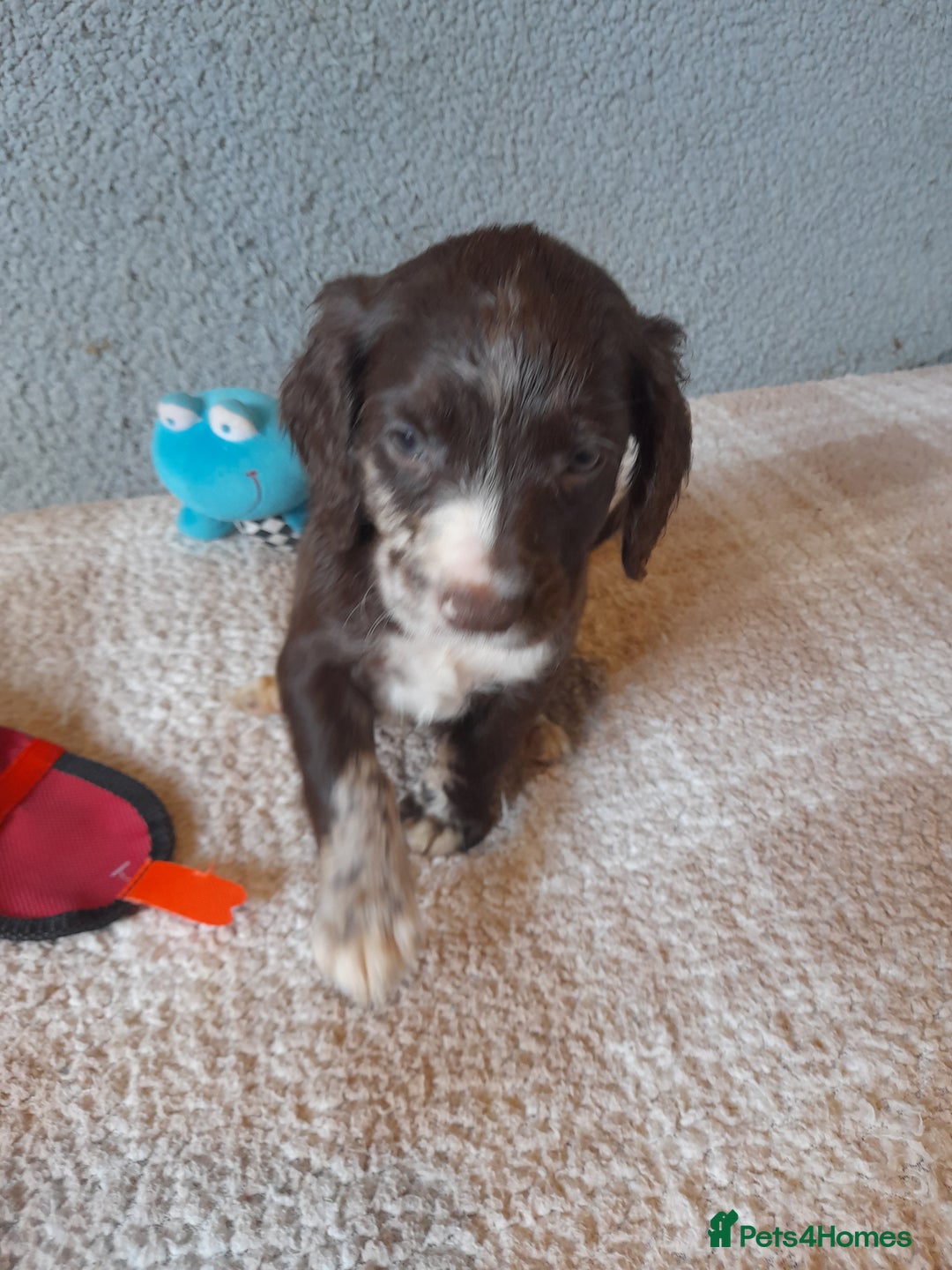 Sproodle dogs for sale: Gorgeous Sproodle Pups. - Image 12