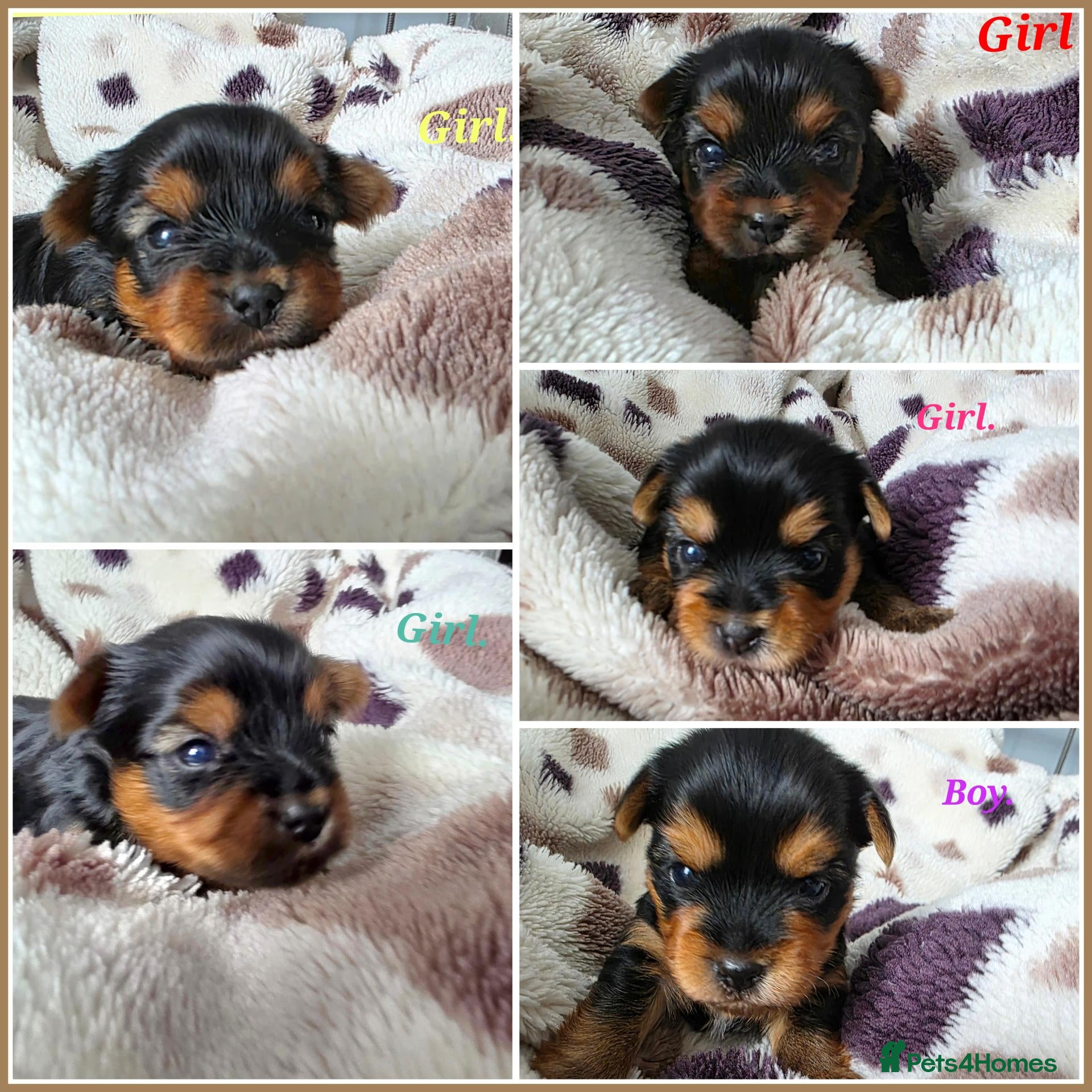 Yorkshire Terrier dogs 💕Yorkshire Terrier puppies.💕 - Advert 5