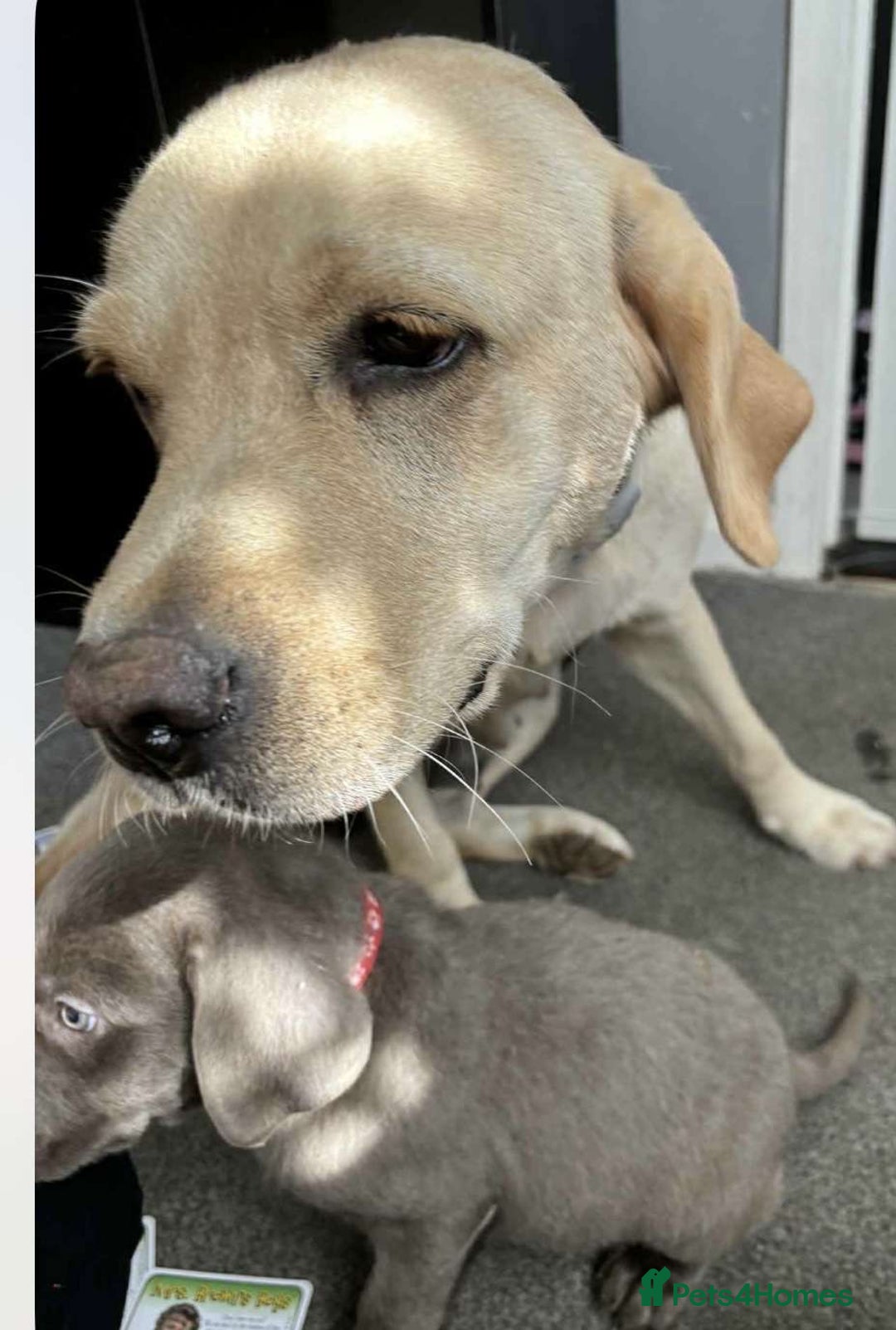 Labrador Retriever dogs for sale: Lab puppy - Image 4