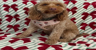 Cockapoo dogs F1 mini Cockapoo 💖 apricot spayed  - Advert 12