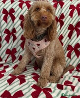 Cockapoo dogs F1 mini Cockapoo 💖 apricot spayed - Advert 12