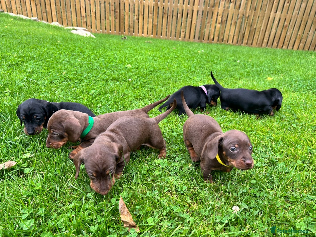 Miniature Dachshund dogs for sale: Kc reg PRA clear miniature dachshund puppies  - Image 7