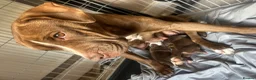 Mixed Breed dogs for sale: 3 mastiff cross pups 2 girls 1 boy  - Advert 1