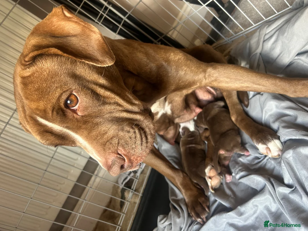 Mixed Breed dogs for sale: 3 mastiff cross pups 2 girls 1 boy  - Advert 1