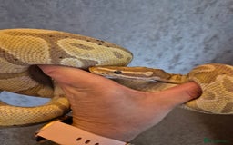 Snake reptiles for sale:  very tame banana pastel ball python and enclosure - Image 10