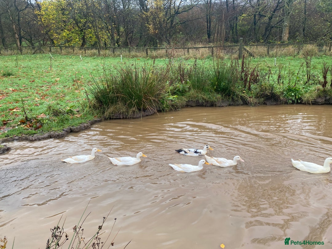 Ducks poultry for sale: Pekin Ducks, Pekin/Runner Ducks and Pekin Bantams - Advert 7