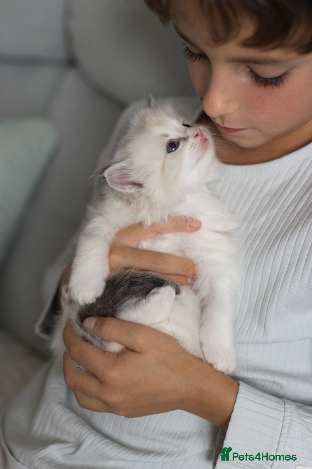 Ragdoll cats for sale: Best Ragdoll Bicolour and Lynx kittens in UK - Image 29