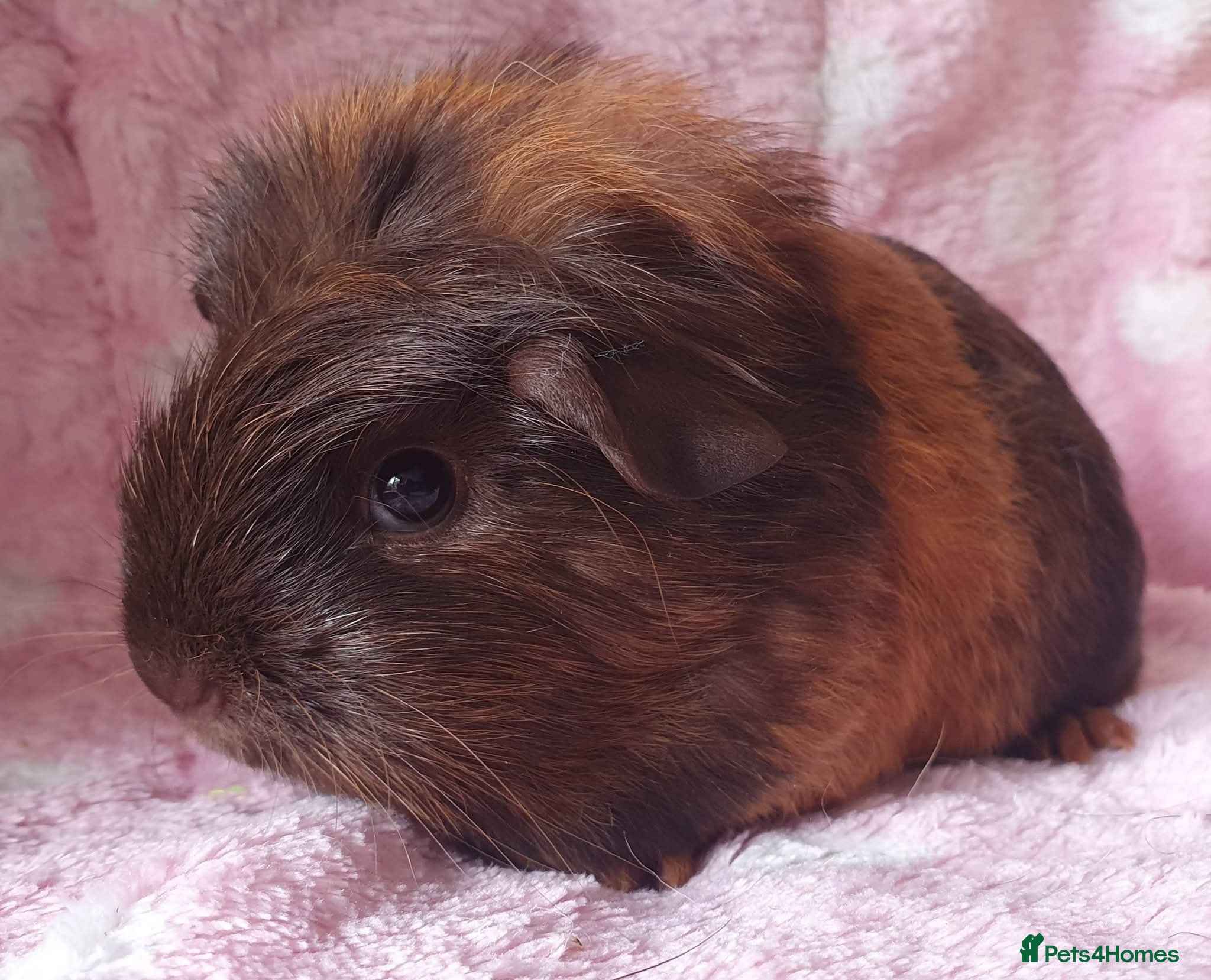 Guinea Pig rodents Beautiful guinea pigs - Advert 2