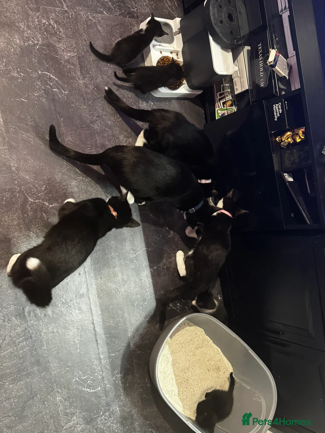 Mixed Breed cats for sale: 2 black kittens looking for their forever home in Coventry - Advert 2