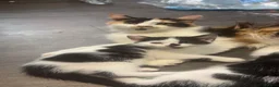 Mixed Breed cats for sale: Beautiful litter of kittens  - Advert 8