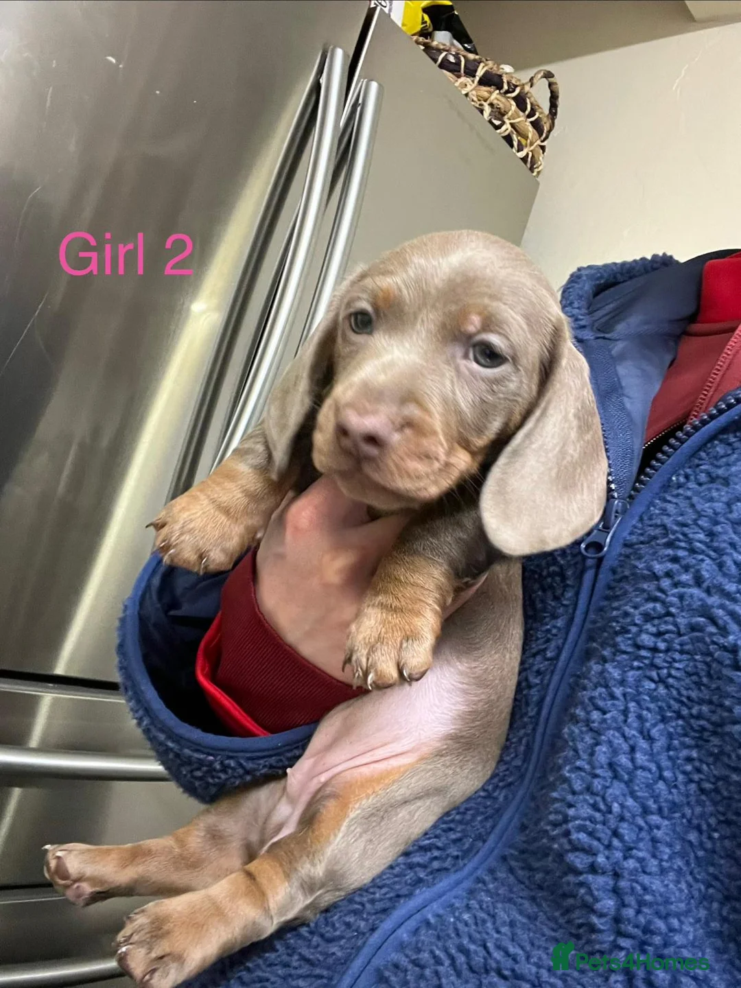 Miniature Dachshund dogs for sale: Only 2 Girls and 1 Boy Left  - Advert 14