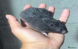 Hamster rodents for sale: STUNNING, TAME, PEDIGREE BABY SYRIAN HAMSTER - Image 3