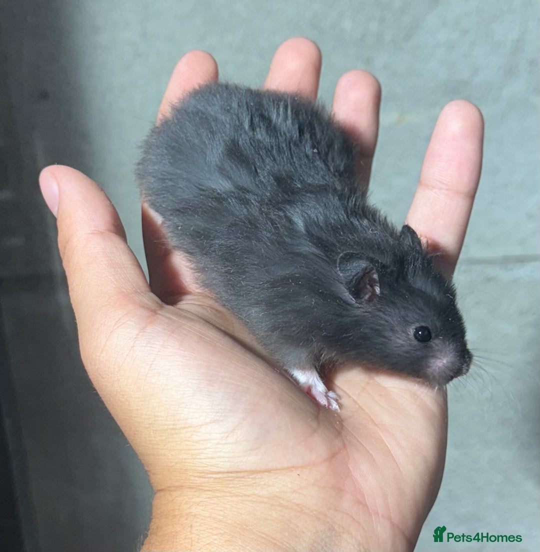 Hamster rodents for sale: STUNNING, TAME, PEDIGREE BABY SYRIAN HAMSTER - Image 3