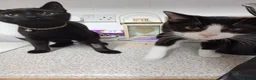 Mixed Breed cats for sale: FREE Pairs Kittens& cats spayed chipped - Advert 3
