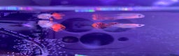 Platies fish for sale: Guppies - Advert 5