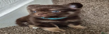 Chihuahua 4