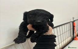 Cockapoo dogs for sale: F2 cockapoo puppies - Image 17