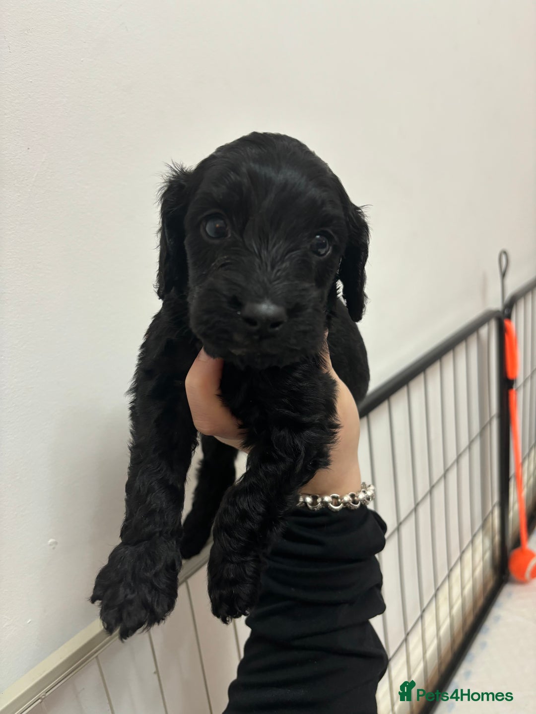 Cockapoo dogs for sale: F2 cockapoo puppies - Image 17