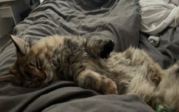 Maine Coon cats for sale: 5yr old Female Maine coon - Image 4