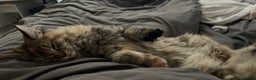 Maine Coon cats for sale: 5yr old Female Maine coon - Advert 4