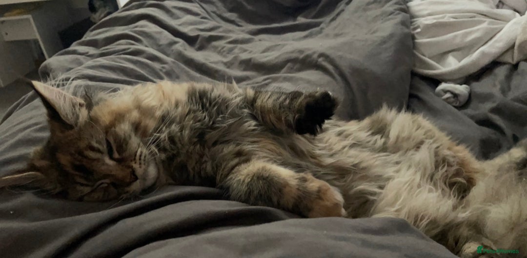Maine Coon cats for sale: 5yr old Female Maine coon - Image 4