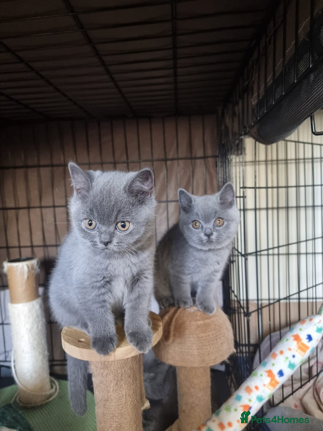 British Shorthair cats for sale: 3 Left Blue BSH Kittens Healthy GCCF Pedigree  - Image 19