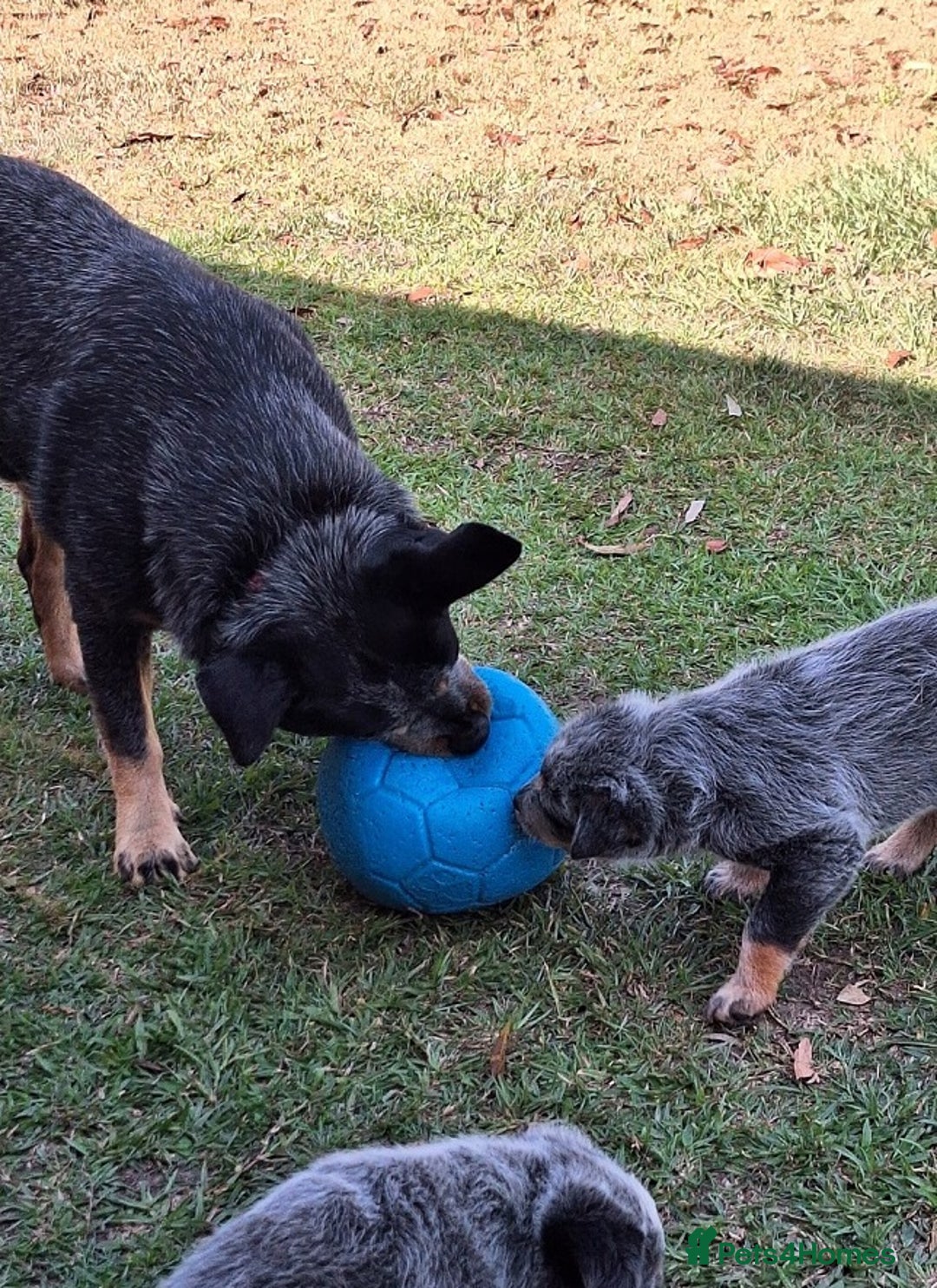 Australian Cattle Dog dogs for sale: Australian cattle dog Puppies-Males & Females - Advert 1