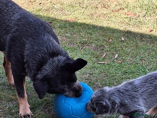Australian Cattle Dog dogs Australian cattle dog Puppies-Males & Females - Advert 1
