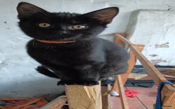 British Shorthair cats for sale: Four beautiful black kittens - Image 4