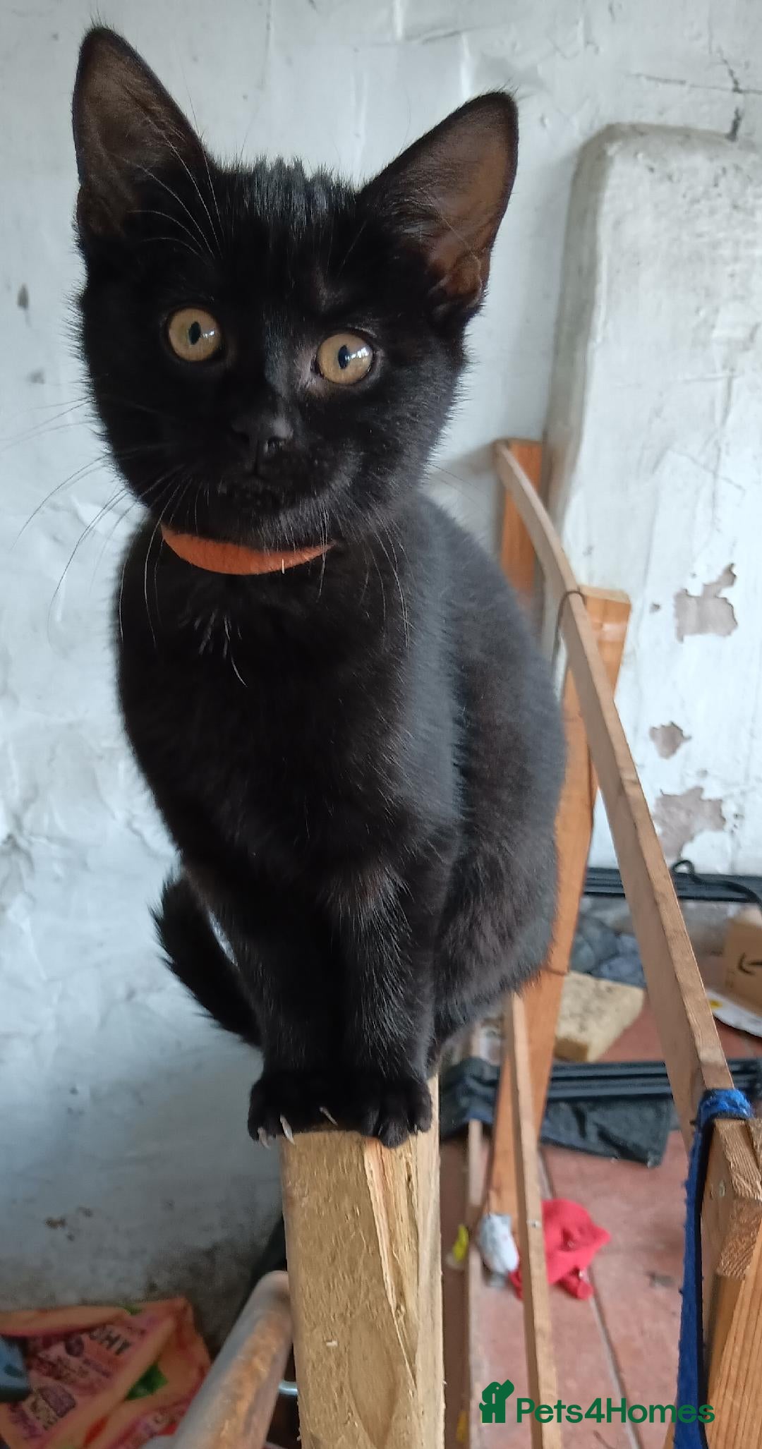 British Shorthair cats for sale: Four beautiful black kittens - Image 4