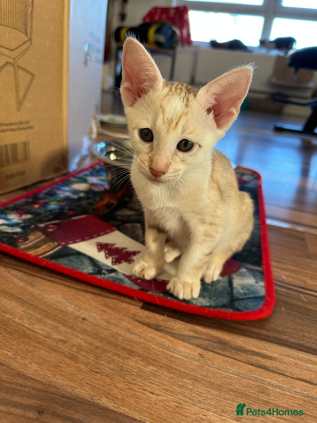 Mixed Breed cats for sale: Crossed Between Oriental short hair & White Bengal - Advert 7