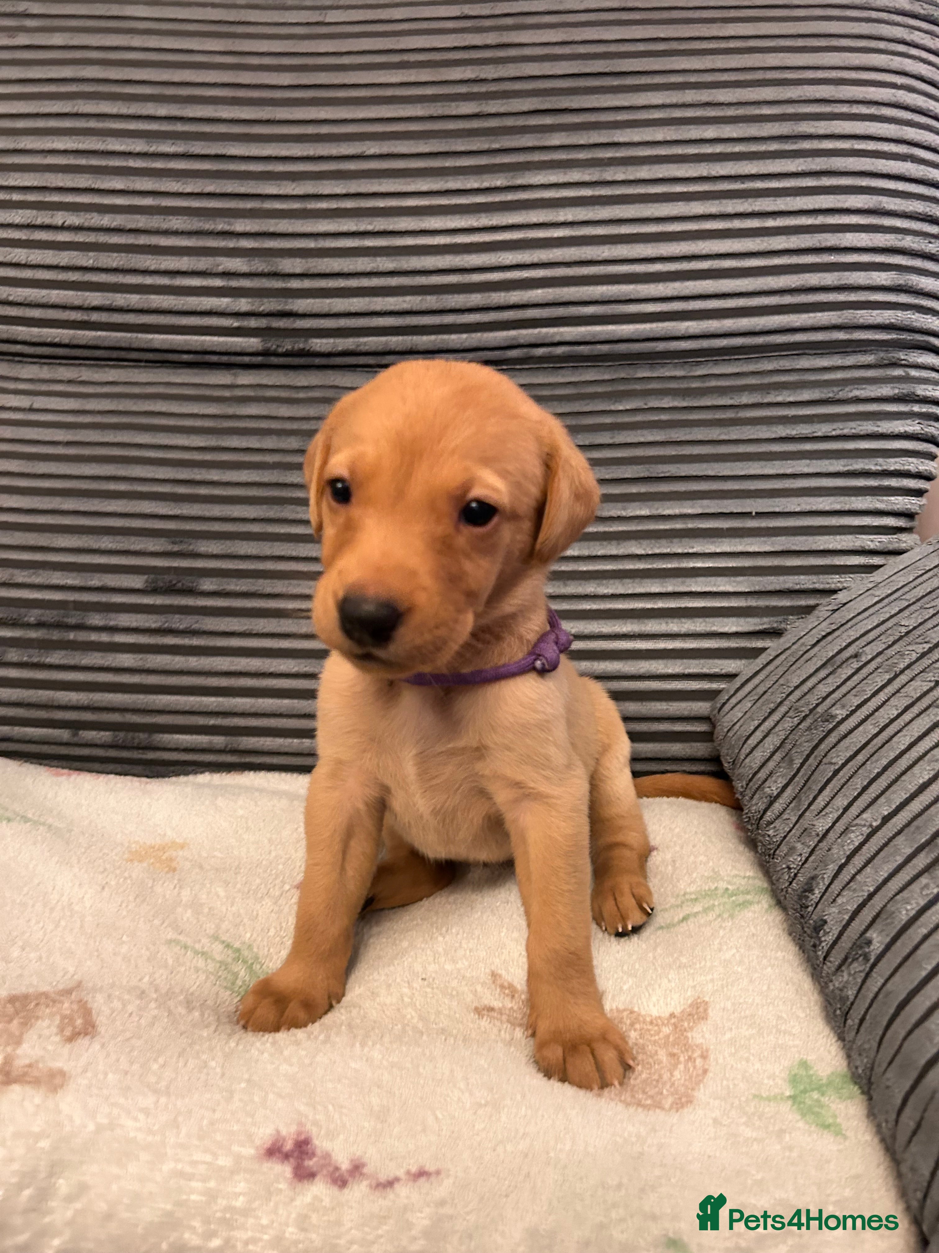 Labrador Retriever dogs KC REG LABS 3 GIRLS 4 BOYS LEFT - Advert 2